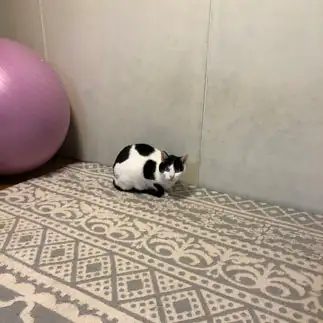 ディスタンスとりすぎるネコ　　あずまくにこさん