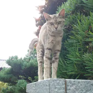 キリンすぎるネコすぎるネコ　　kaoriさん