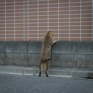どのアイスにするか迷いすぎるネコ　　サトウヒロキさん