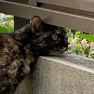 隣家を覗きすぎるネコ　　東由実子さん
