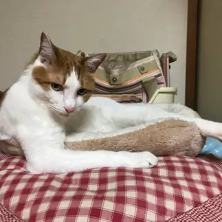 グラビア目線すぎるネコ　　まこさん