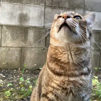 クビレがなさすぎるネコ　　東由実子さん