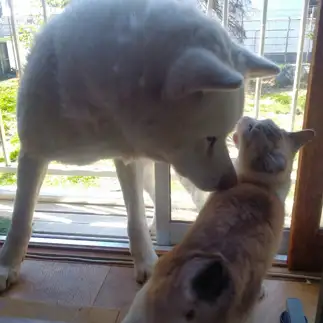 大袈裟すぎるネコ　　きのこさん
