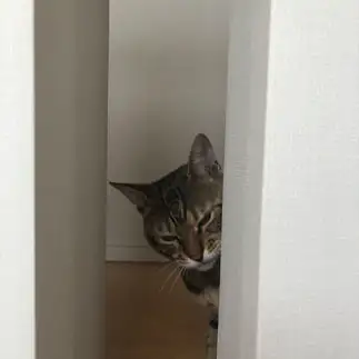 チラ見の顔が、わるいひと（わるいねこ）すぎるネコ　　aiueo017さん