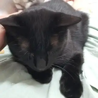 こわすぎるネコすぎるネコ　　ねこちるさん
