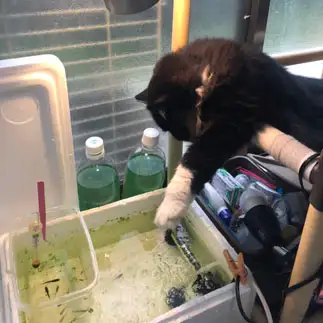 メダカ好きすぎるネコ　　れいさん