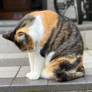 謝罪しすぎるネコ　　うにゃちゃんママさん