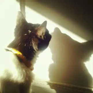 自分の影に見惚れすぎるネコ　　ねこりんさん