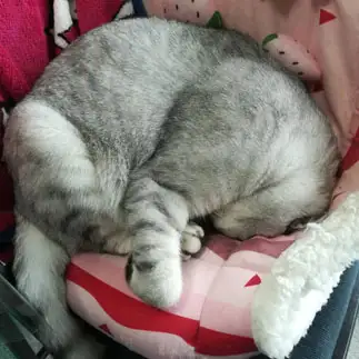 睡眠時無呼吸すぎるネコ　　ロンちゃん母さん