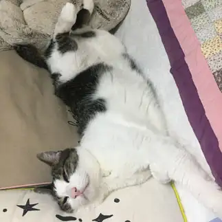 眠たすぎるネコ　　シャイポテンシャルさん