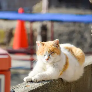 平和すぎるネコ　　卍キッチンさん