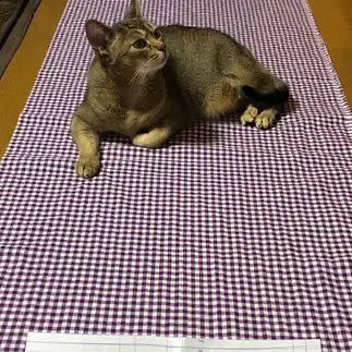 お手伝いしたすぎるネコ　　竹越 明美さん