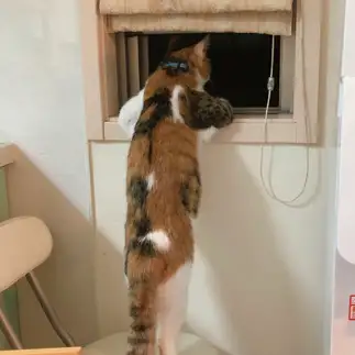 人間味がつよすぎるネコ　　はるつないくらさん