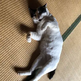 うらめしや～すぎるネコ　　ドラえもんの妹さん