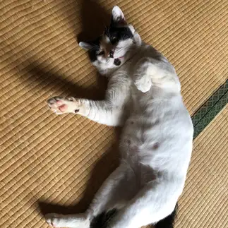 肉球自慢すぎるネコ　　ドラえもんの妹さん
