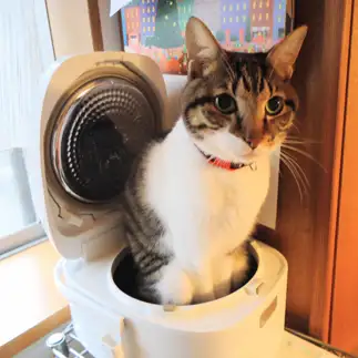 炊飯器に収まりすぎるネコ　　ダンケシェーンさん