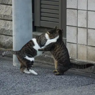ハグが上手すぎるネコ　　erikoさん