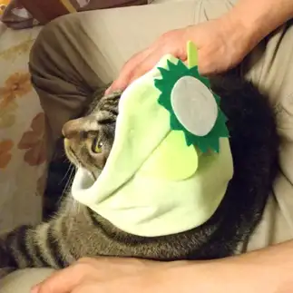 河童が似合いすぎるネコ　　Mimiさん