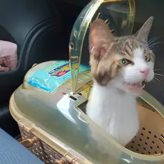 呼ばれて飛び出てニャニャニャーンすぎるネコ　　winchanママさん