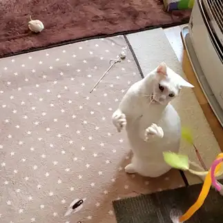 ニャンだコノヤローすぎるネコ　　yamawaiisoraさん