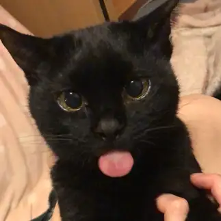 飼い主をバカにしすぎるネコ　　くろねここさん