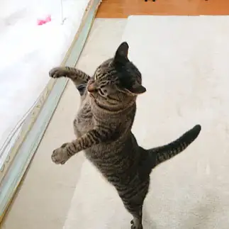 ダンスを踊りすぎるネコ　　にゃんさん