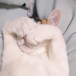 恥ずかしがり屋すぎるネコ　　にゃんさん