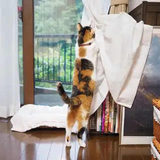 飼い主の大雑把なところに我慢の限界すぎるネコ　　kuroneko_120さん