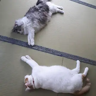 畳の縁で爪研ぎした事を気にしなさすぎるネコ　　レイラさん