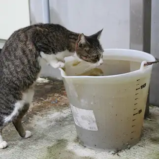めっちゃ胴が長すぎるネコ　　おいにゃんさん