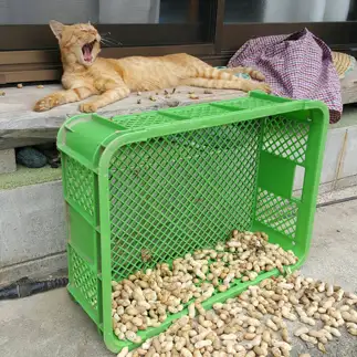 ひとの家でくつろぎすぎるネコ　　実家は柿農家さん