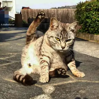 女の子なのに顔が悪猫すぎるネコ　　t.takaharuさん