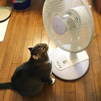 扇風機に片思いすぎるネコ　　実家は柿農家さん