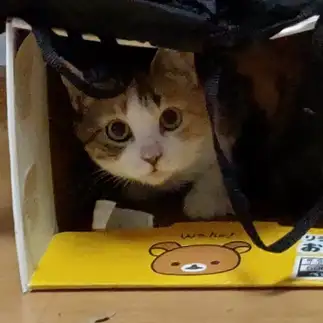 正真正銘の箱入り娘すぎるネコ　　黒猫カレンさん