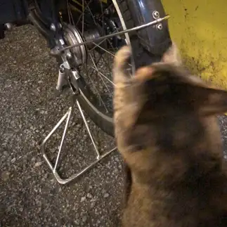 自転車の後輪が親の仇すぎるネコ　　chouchoさん