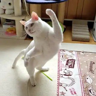 お立ち台でノリノリすぎるネコ　　yamawaiisoraさん