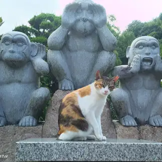さりげなく、睨みざるすすぎるネコ　　t.takaharuさん