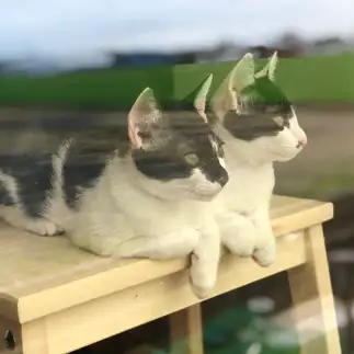 透明すぎるネコ　　ミルココさん