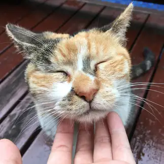 キスを期待しすぎるネコ　　travelohayuさん