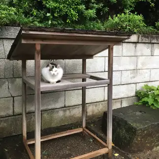 雨宿りがお供え物に見えすぎるネコ　　travelohayuさん