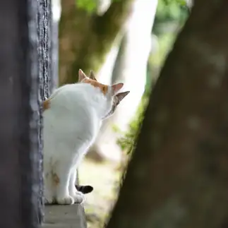 奥ゆかしくキスすぎるネコ　　仙城 彩漓さん