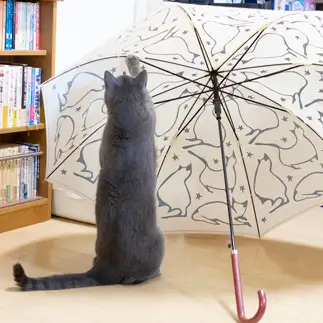 傘職人すぎるネコ　　ゆずなつさん