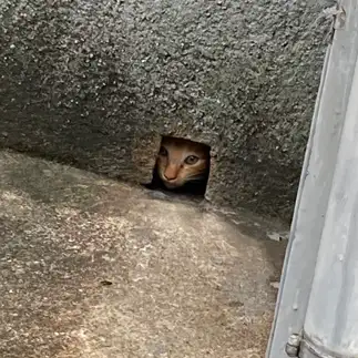 ちょっとそれはムリすぎるネコ　　からくりぴーちさん