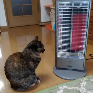 寒がりすぎるネコ　　とらかあさんさん