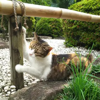 爪研ぎ失敗したのを、ごまかしすぎるネコ　　t.takaharuさん