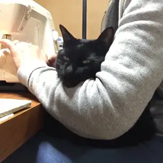 抱っこが好きすぎるネコ　　カーボンさん