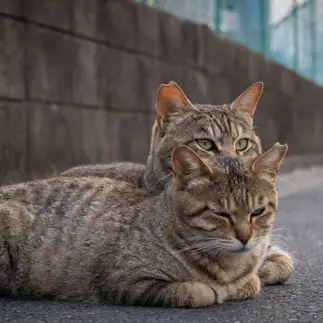 幽体離脱すぎるネコ　　サトウヒロキさん