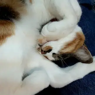 怠惰すぎるネコ　　ちょこぼさん