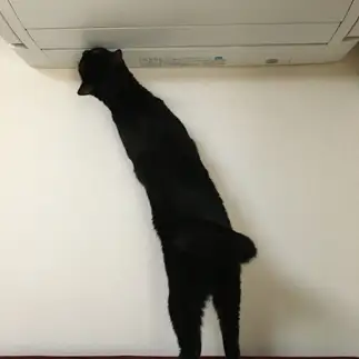 長すぎるネコ　　ルーキーの飼い主さん