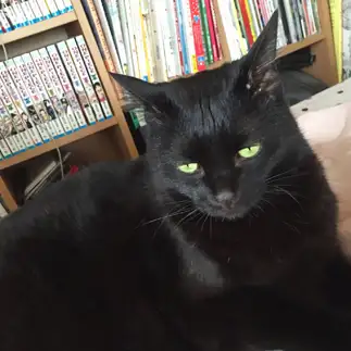 眠すぎるネコ　　あずきさん